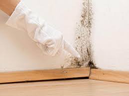 Best Basement Mold Removal  in Somerville, NJ